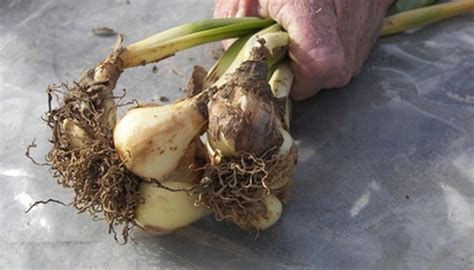 How To Plant Daffodil Bulbs In The Spring Garden Guides