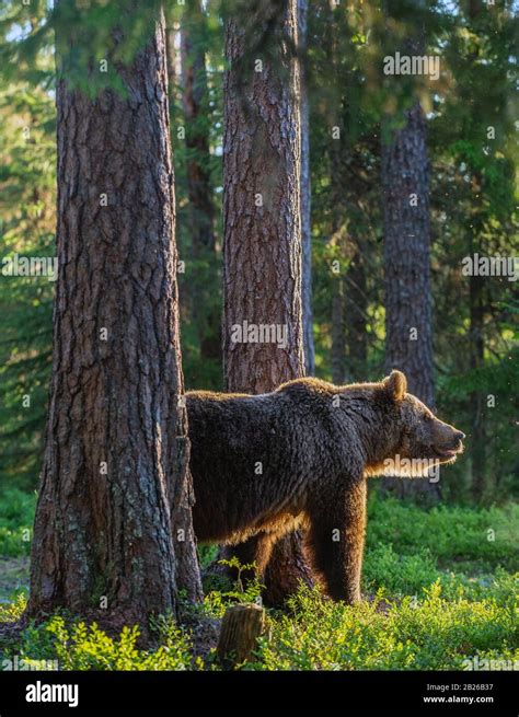 Backlit Brown Bear Hi Res Stock Photography And Images Alamy