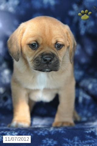 Puppyspot.com has been visited by 100k+ users in the past month Reindeer - Puggle Puppy for Sale in Mount Hope, OH - Puggle - Puppy for Sale $350 | Puggle ...