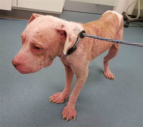 Rspca Hunt For Dog Owner Whose Pet Looks As If It Has Sunburn Nature