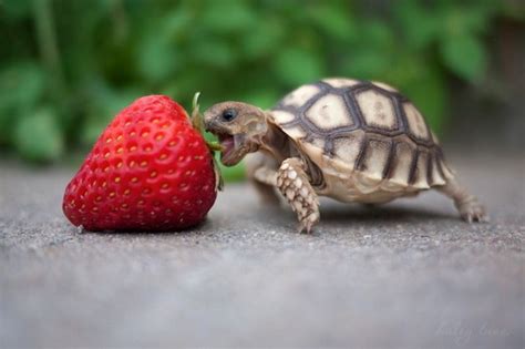 Baby Turtle Eats Strawberry Teh Cute