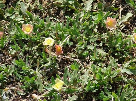 Cut Leaved Evening Primrose 179721 Common Name Oenothera Laciniata
