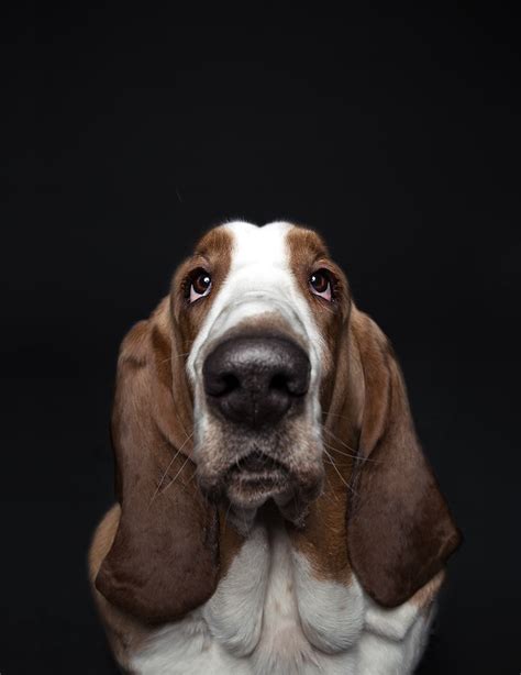 Custom Dog Portraits Showcase An Array Of Personality