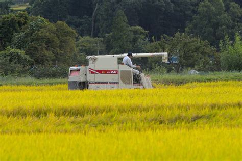 Japanese Farmer In Rice Field Editorial Stock Photo Image Of Farming