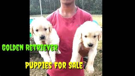 Golden Retriever Puppies For Sale Cantact 📞 9008085454 Vijaypura
