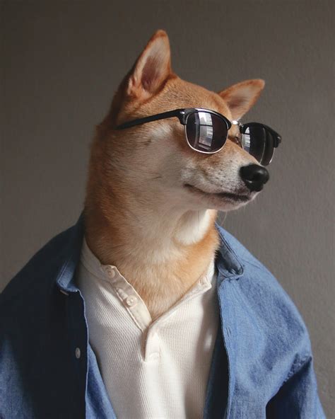 Menswear Dog El Perro Más Elegante Del Mundo