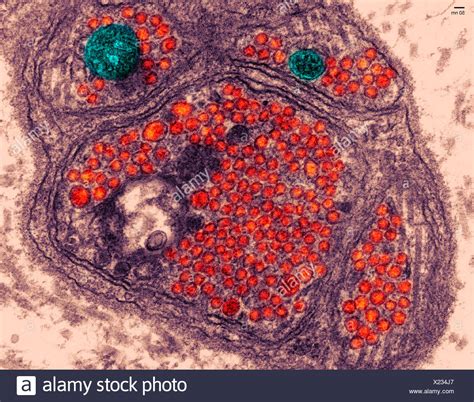 Animal Cell Micrograph High Resolution Stock Photography And Images Alamy