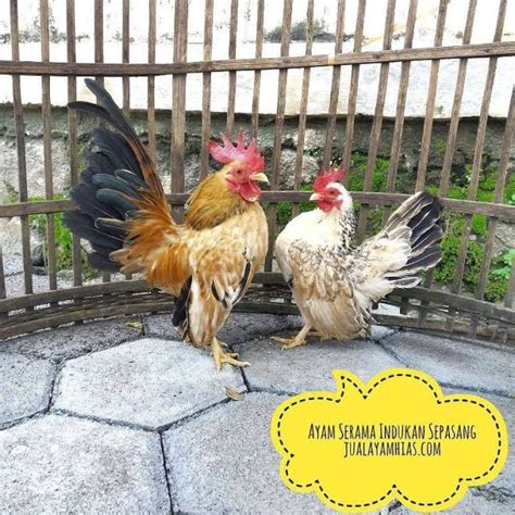 Kamu bisa menemukan penjual telur ayam serama dari seluruh indonesia yang terdekat dari lokasi. Galeri Foto Ayam Serama Terbaru