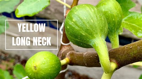 Yellow Long Neck Fig Variety Info Youtube