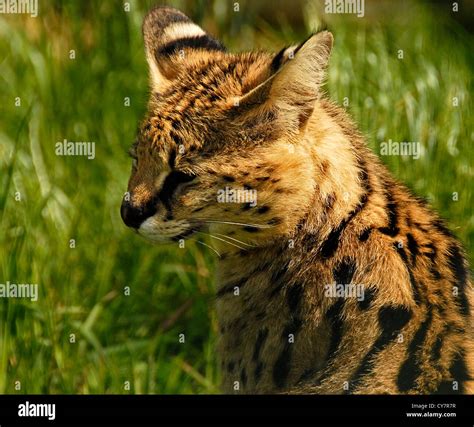 Serval Cat Stock Photos And Serval Cat Stock Images Alamy