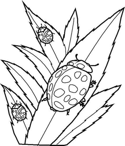 Doesn't matter how old are you, coloring is very effective at reducing stress, and coloring pages with miraculous ladybug and cat noir, volpina, alya, cloe, tikki, plagg, and wayzz will make you very happy. Lady Bug Eating Leaves Coloring Page : Color Luna