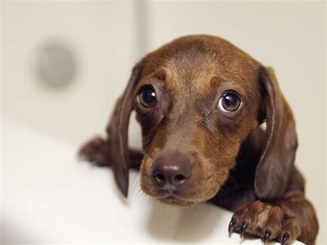 Why We Cant Resist Puppy Dog Eyes Science News Naked Scientists
