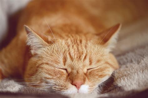 The Orange Tabby Cat — 8 Fun Facts Catster