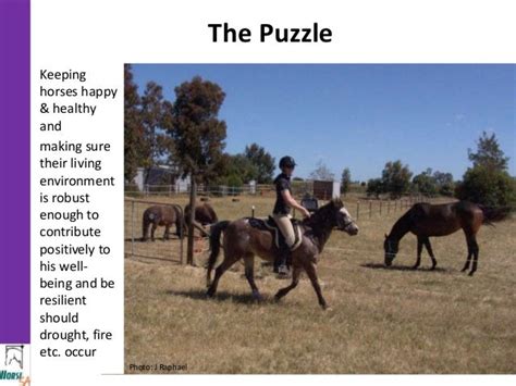 Introduction To Horse Keeping