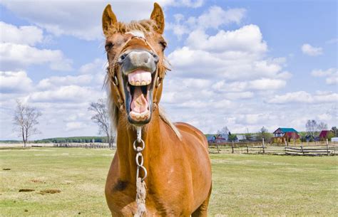 Both human and animal teeth are important and should be cared for properly. Horse Facts: A Friendly Neigh-bour
