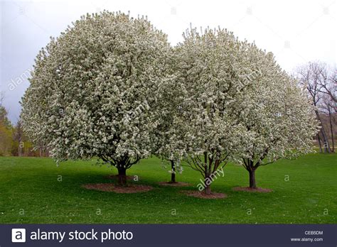 Spring Snow Crabapple Trees In Full Bloom Stock Photo