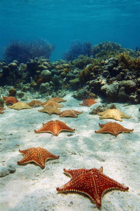 Many Starfish Underwater With A Coral Reef Stock Image