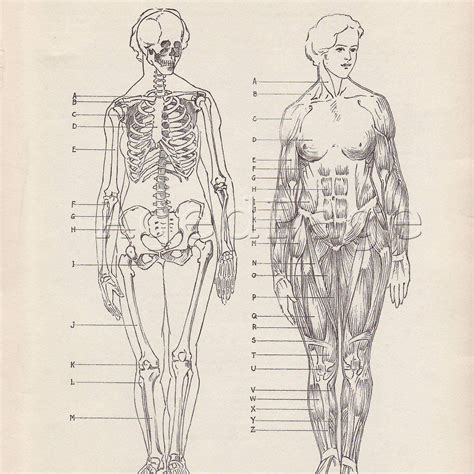 Free Printable Anatomy Charts Vintage German Anatomy