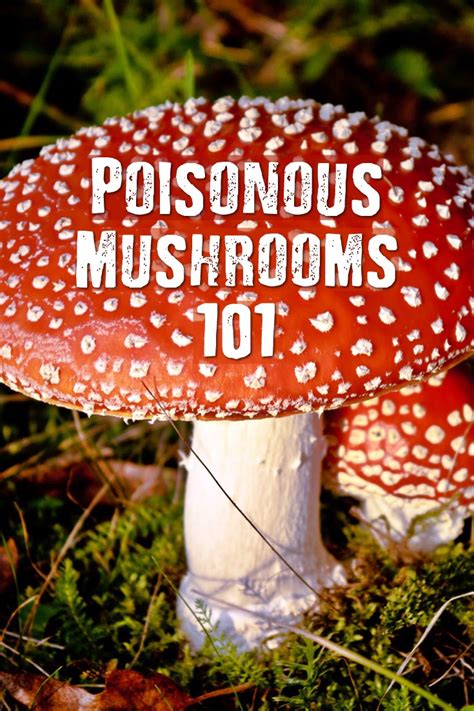 Poisonous Mushrooms 101 Shtfpreparedness