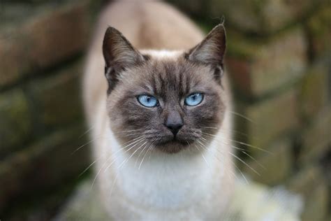Flame Point Siamese What You Need To Know About This