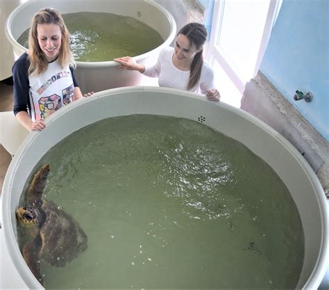 From The Diary Of The Sea Turtle Rescue Center In Mali Lošinj Blue