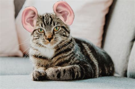 Cat With Human Ears Su Twitter What If Cats With Human Ears Wore