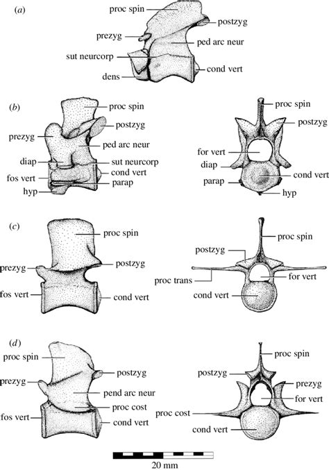 Axial Osteology Of Isisfordia Duncani Gen Et Sp Nov Schematic