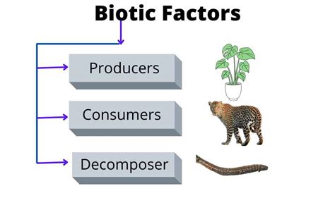 Biotic And Abiotic Components Of An Ecosystem