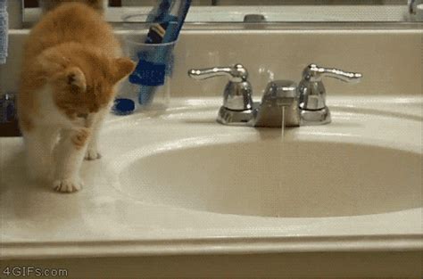 Kitten Sink Spaz Fall