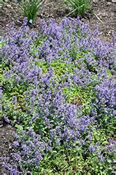 3, 4, 5, 6, 7, 8what is my zone? Cat's Pajamas Catmint (Nepeta 'Cat's Pajamas') in ...