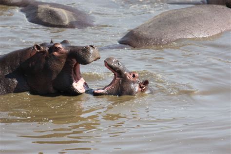 Gambar Gambar Margasatwa Binatang Menyusui Safari Kuda Nil Ternak Gajah