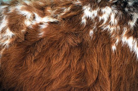 Flickriver Photoset Longhorn Cattle Fur By Dallas Photoworks