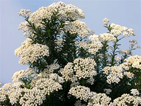 Basmati rices are susceptible to blast, bacterial leaf blight, stem borer and white backed plant hopper (siddiq et al., 1997). Ozothamnus diosmifolius Radiance Common Name Rice Flower ...