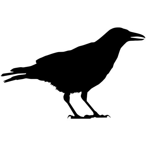 Raven Bird Silhouette At Getdrawings Free Download