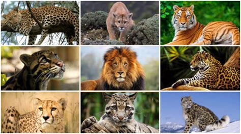 Learn About 92 Imagen Cheetah Vs Leopard Vs Jaguar Vs Puma In