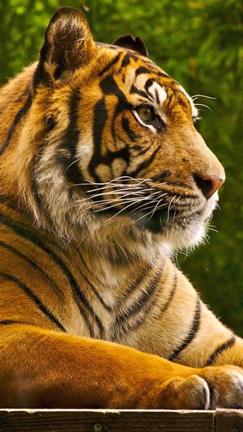A Close Up Of A Tiger Laying On The Ground With Trees In The Backgroud