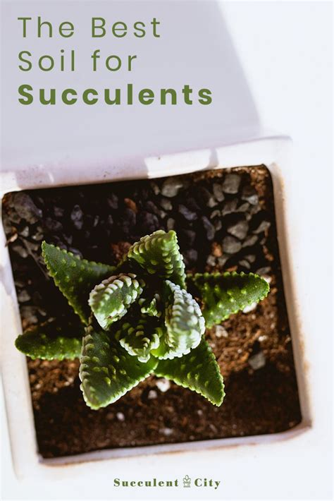 A Thorough Guide On Succulent Soil Diy Recipe And Faqs Succulent City