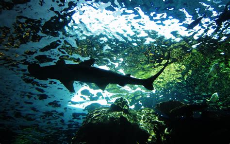 Download 4k wallpapers ultra hd best collection. shark screensaver - HD Desktop Wallpapers | 4k HD