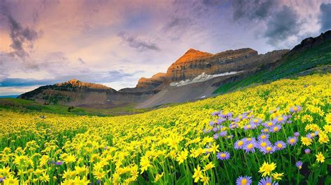 Download Wallpaper Valley Of Flowers National Park Uttarakhand India