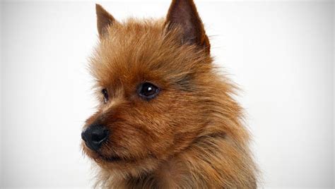 australian terrier dog breed selector animal planet