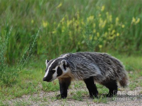 American Badger Photograph By Janelle Streed