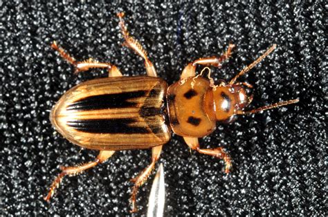 Seed Corn Beetle Being Reported By Superintendents Purdue University