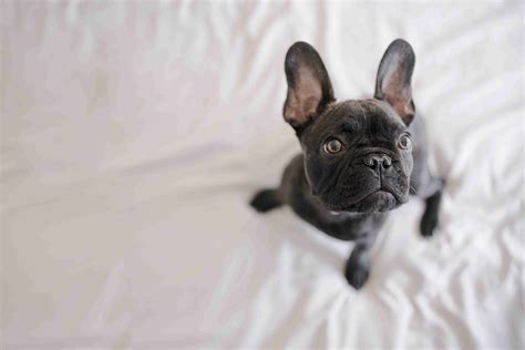 Surviving The French Bulldog Puppy Biting Phase Expert Tips And Tricks