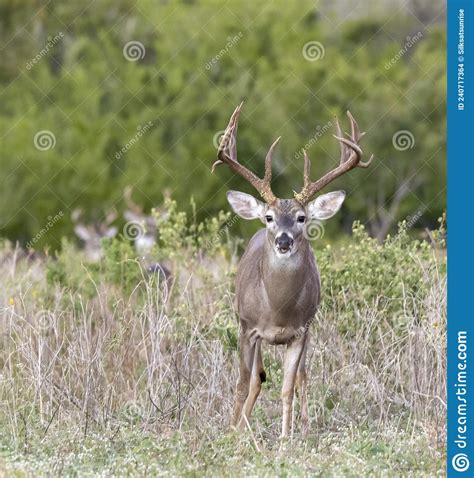 Whitetail Deer Buck In Texas Farmland Stock Photo Image Of Meadow