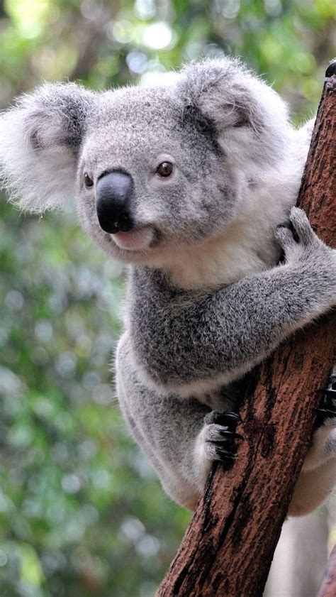 Curious Koala Hd Iphone Wallpapers Cute Animals Koala Bear Koala
