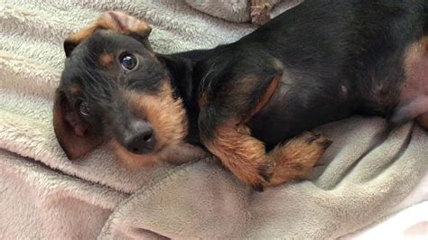 With the wild looking coat, they require brushing a few times a week to keep their coat managed. Mini wire haired dachshund asking for cuddles - YouTube