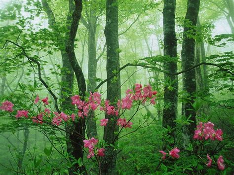 Misty Spring Forest Forest Orchids Flowers Fog Mist Hd Wallpaper