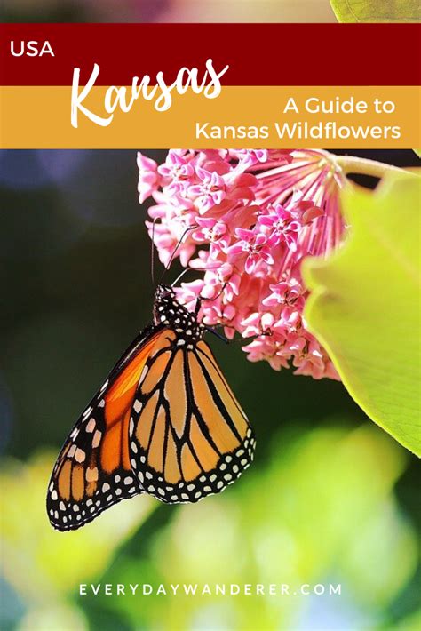 A Guide To Kansas Wildflowers By Season Spring Summer