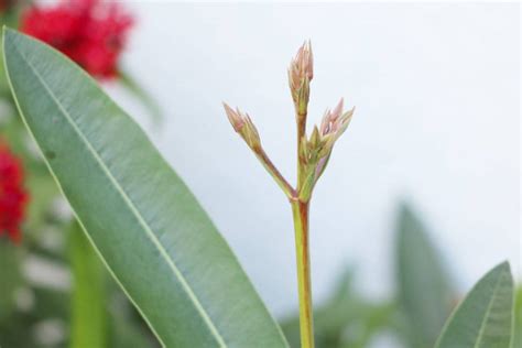 Oleander Plant How To Grow And Care Tips For Pruning Plantopedia