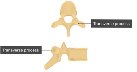 Transverse Process Of Vertebrae Chapter 3 Part 2 Skeletal System
